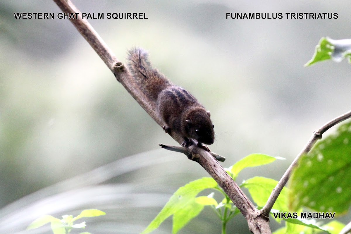 dusky striped squirrel- name in the picture is wrong