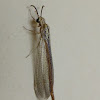 Antlion