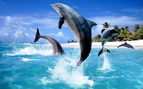 download Dolphin Wallpaper free