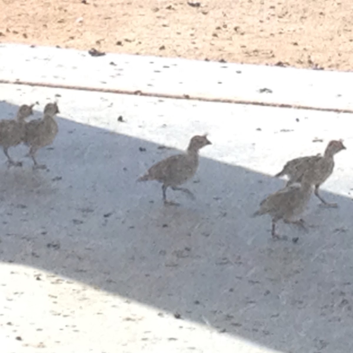 Gambel's Quail chicks