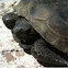 Gopher turtle