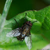 Cluster Fly