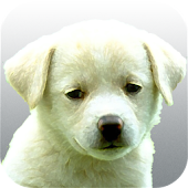 Razas de perros imagenes