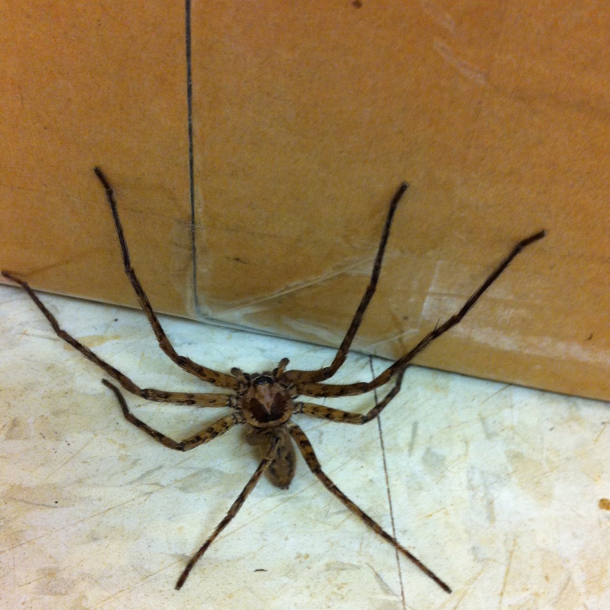 Cane spider Project Noah