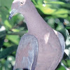 Puerto Rican Plain Pigeon