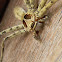 brown huntsman spider (male)