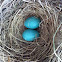 American robin nest