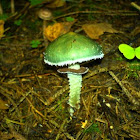 Verdigris agaric