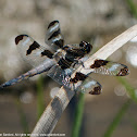 Twelve-spotted Skimmer dragonfly (young male)