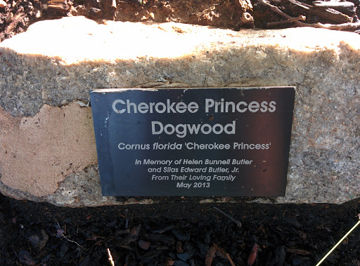 Cherokee Princess Dogwood 