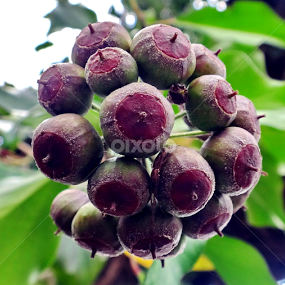 by Bero Planinec - Nature Up Close Other plants
