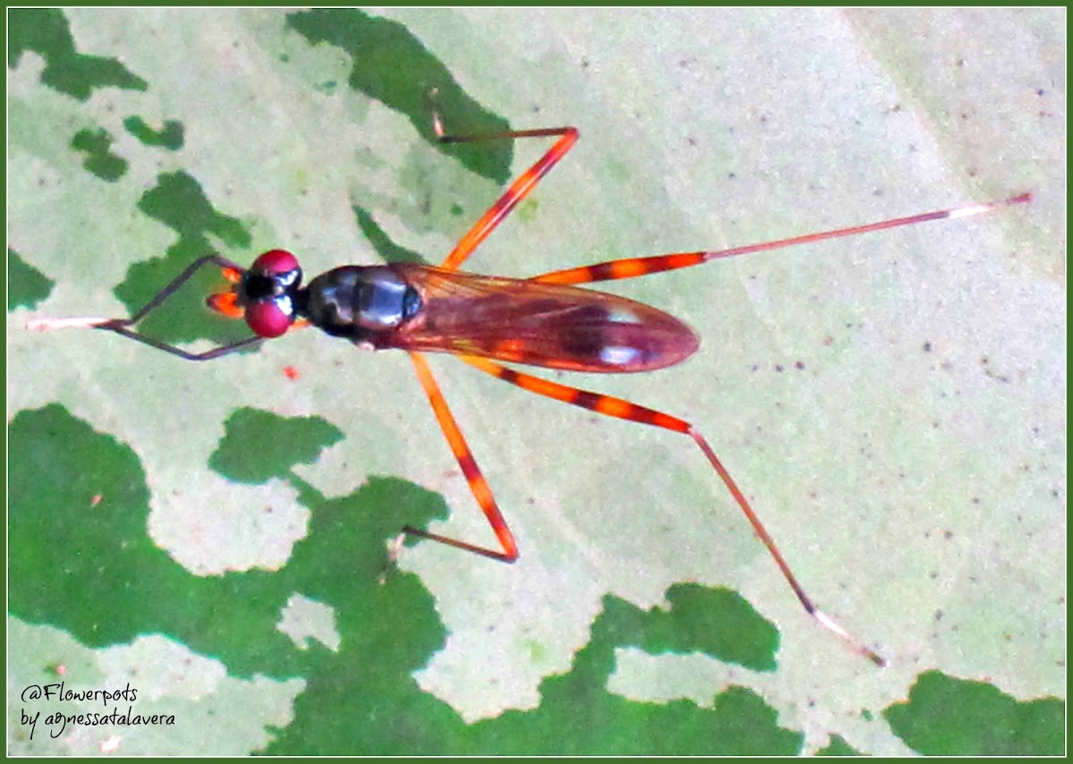 Stilt-legged Fly