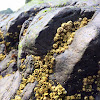 Acorn barnacles