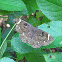 Owl Moth - female