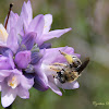 Cellophane Bee