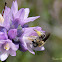 Cellophane Bee