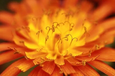 How to get Flowers and Roses lastet apk for laptop