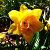 Double Flowered Daffodil: Yellow