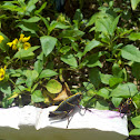 Lubber Grasshopper