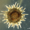 Ourizo (gl), erizo de mar (es), Sea urchin (uk)