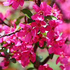 Unknown flowering tree