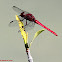 Carmine skimmer dragonfly