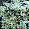 Fringed shield Lichen