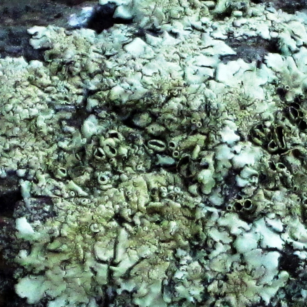 Fringed shield Lichen