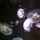 Moon jellyfish