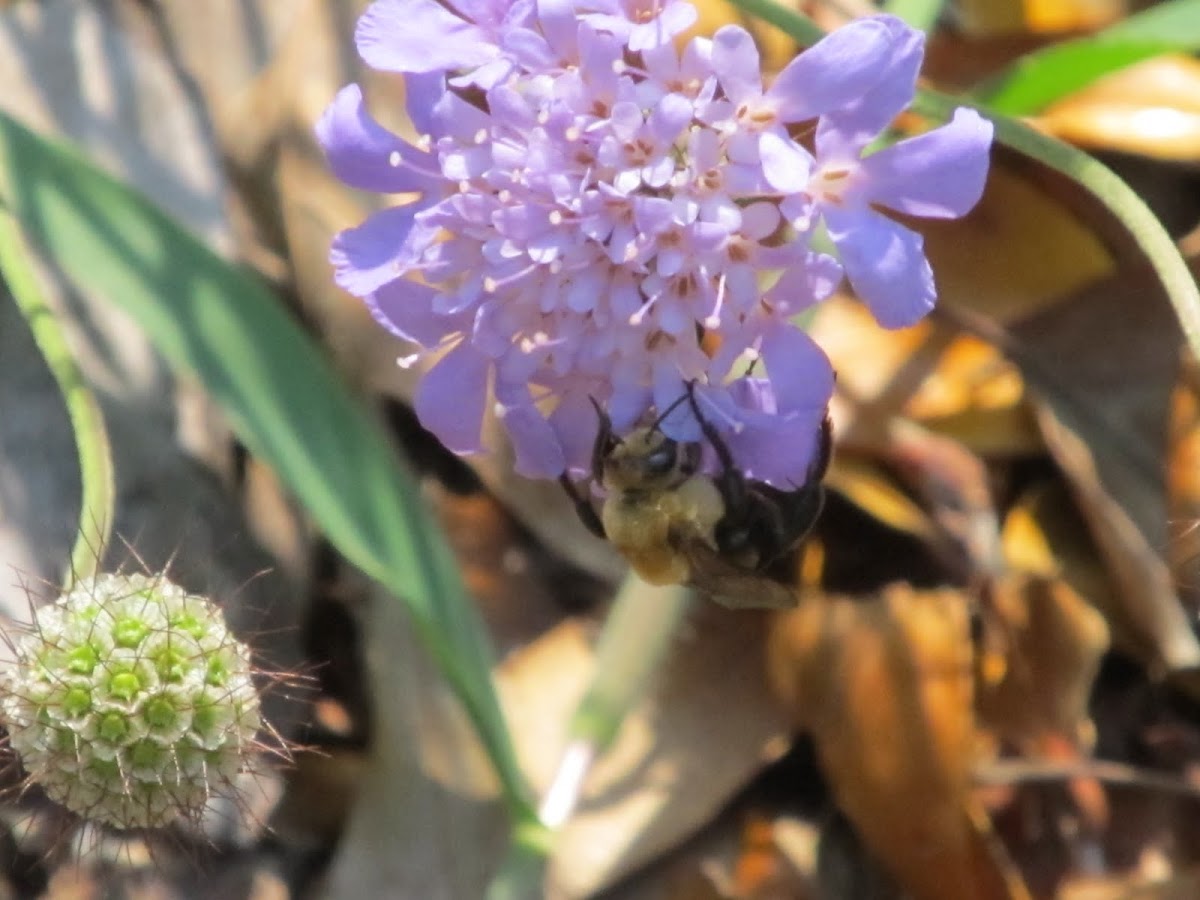 Bee on ButterflyBlue Pincushion Flower