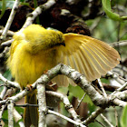 Yellow Honeyeater