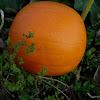 Calabaza. Pumpkin