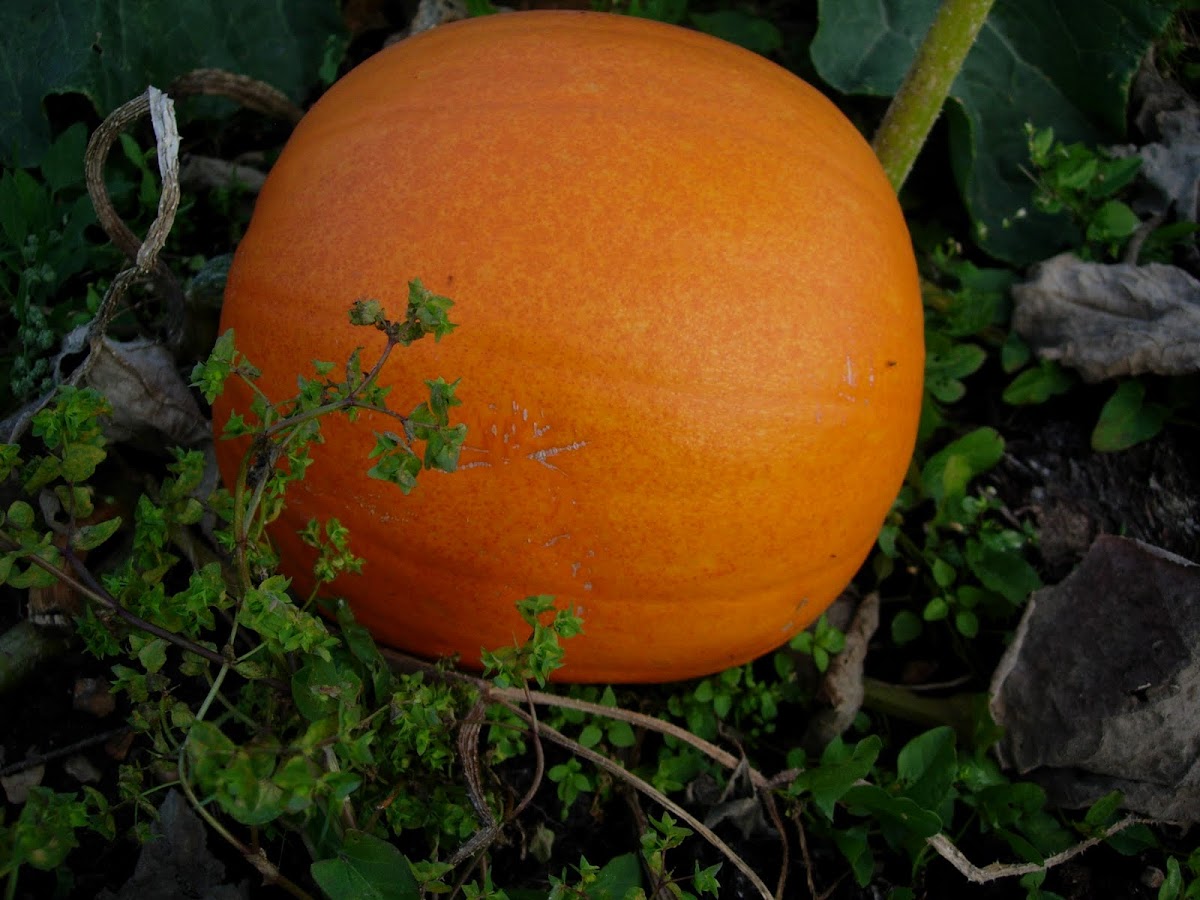 Calabaza. Pumpkin