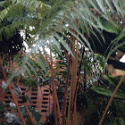 Hawaiian Tree Fern