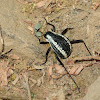 Racing-stripe Darkling Beetle