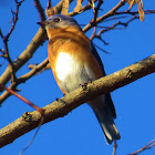 Eastern bluebird