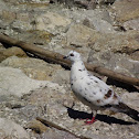 Pombo-das-rochas