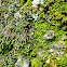 Lichens & Mosses