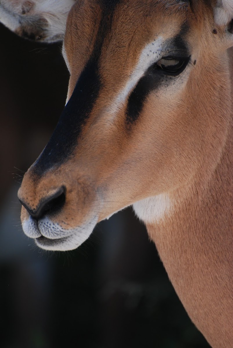 Black-faced Impala