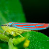 Candy-striped Leafhopper