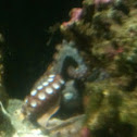 Common octopus - polpo comune