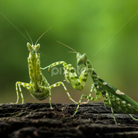 - DUO - by Robert  Fly - Animals Insects & Spiders