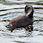 Great crested grebe (juvenile)