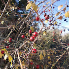 Common hawthorn (Κράταιγος)