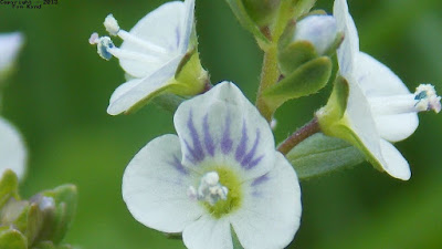 Thymeleaved Speedwell: The Versatile Ground Cover That's