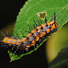 Gulf fritillary butterfly (larva)
