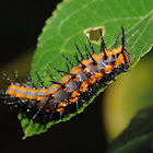 Gulf fritillary butterfly (larva)