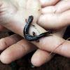 Lead-backed Salamander