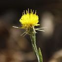 Cardo estrellado de flor amarilla / Yellow star-thistle