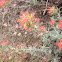 Woolly Indian Paintbrush